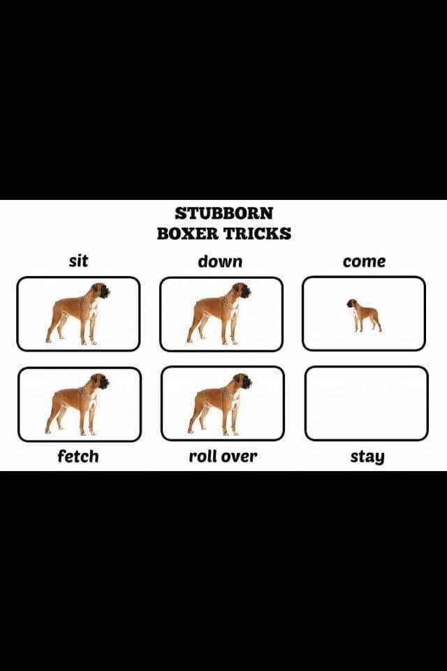 boxer_tricks.jpg