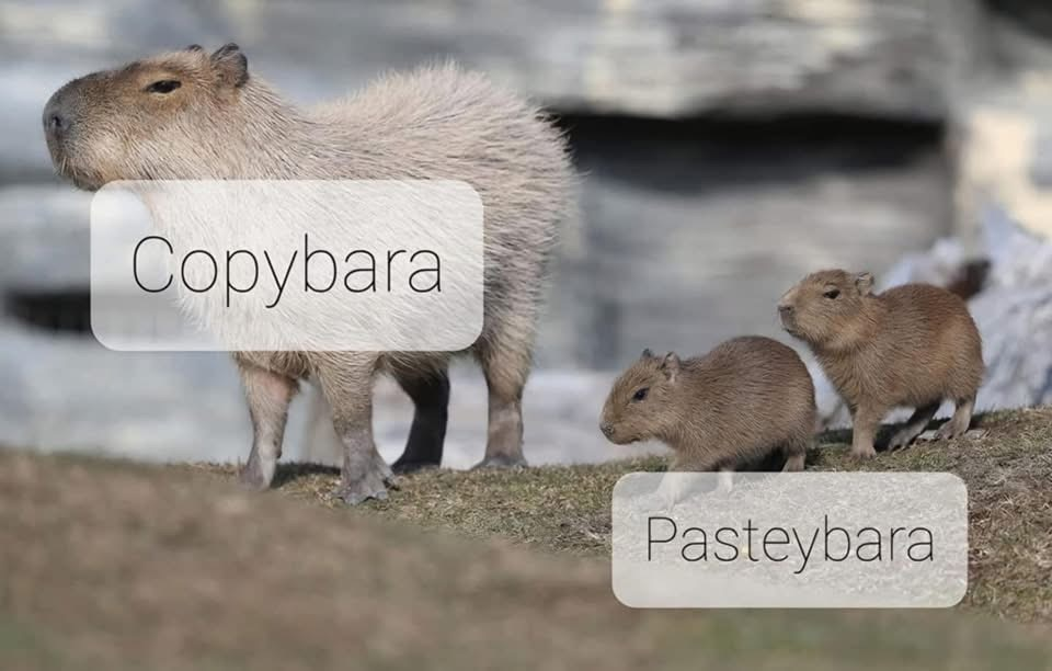 copybara-3497068.png