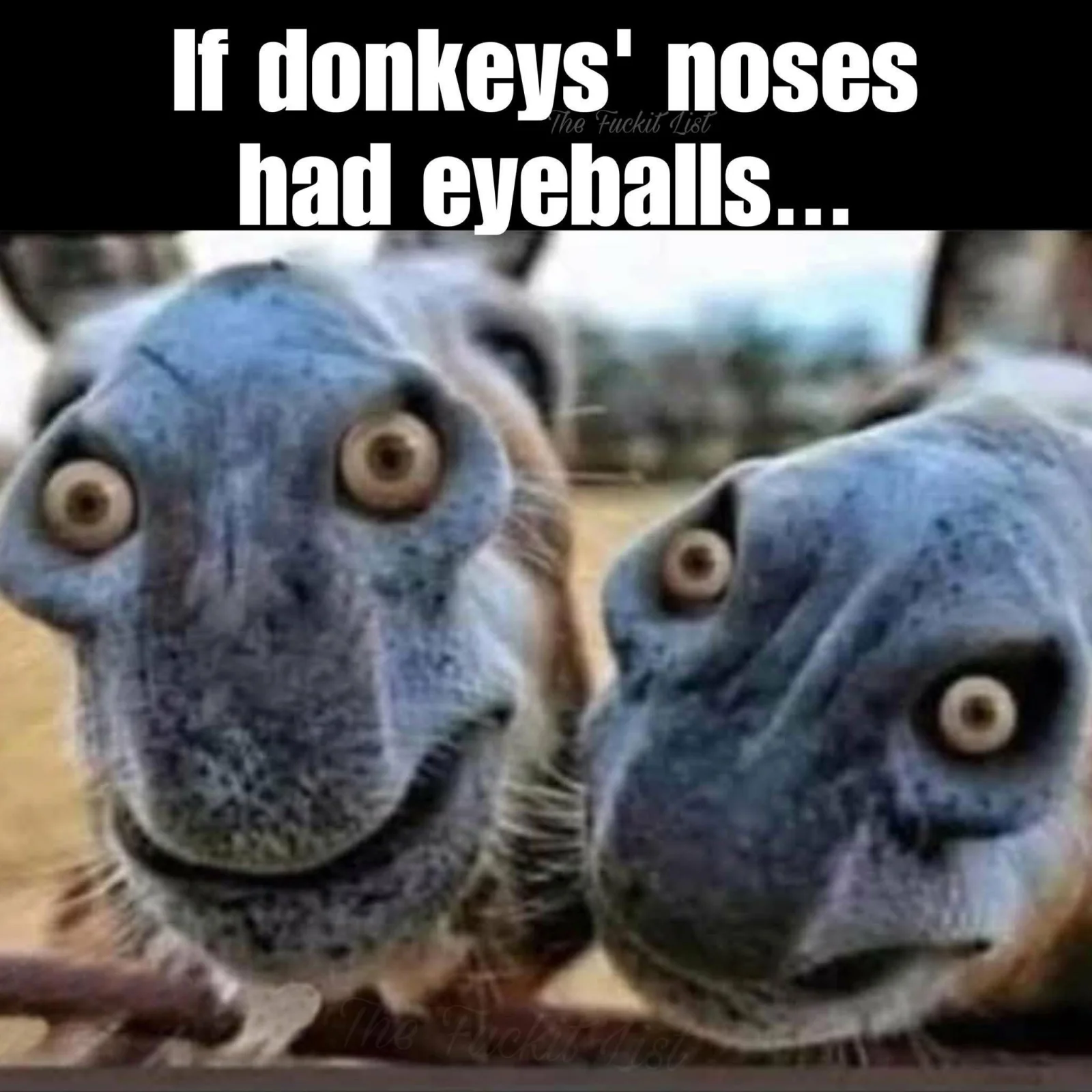 donkey-eyeballs-webp.webp
