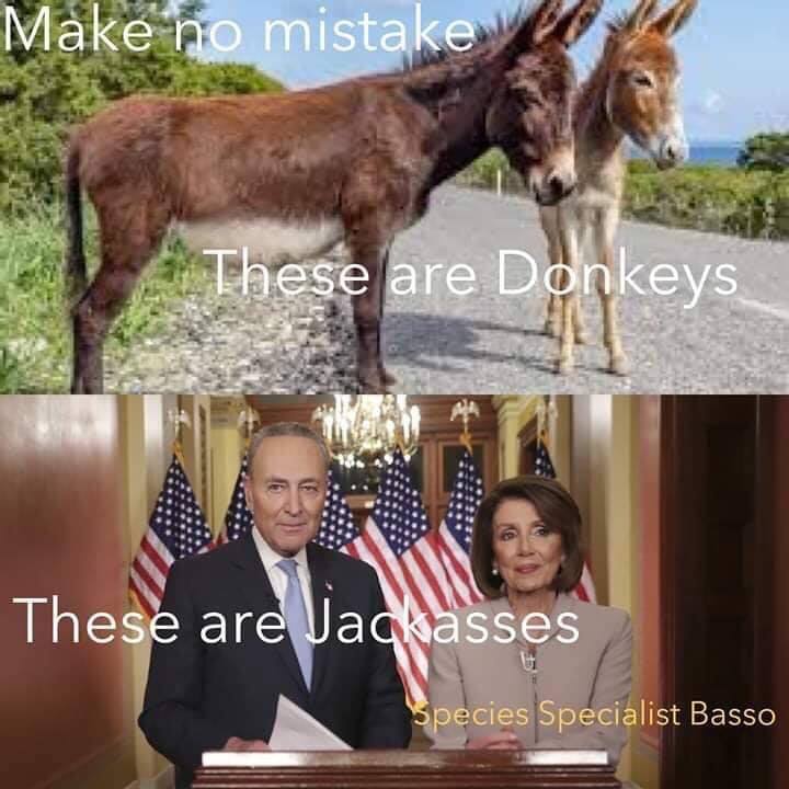 donkeys.jpg