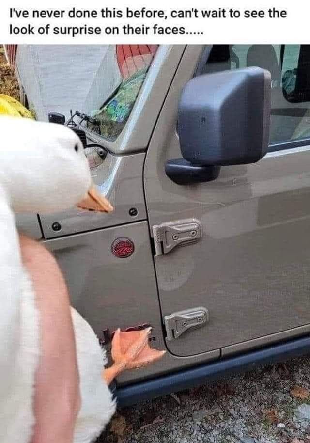 Duck.jpg
