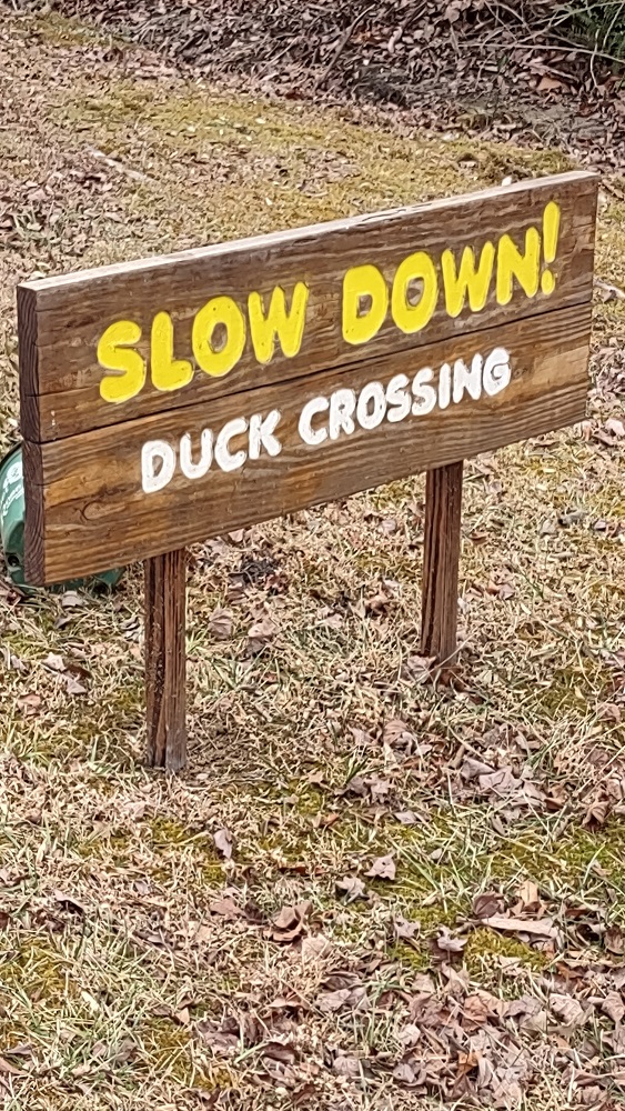 Duck XING.jpg