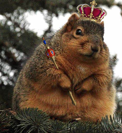 fatsquirrel2.jpg