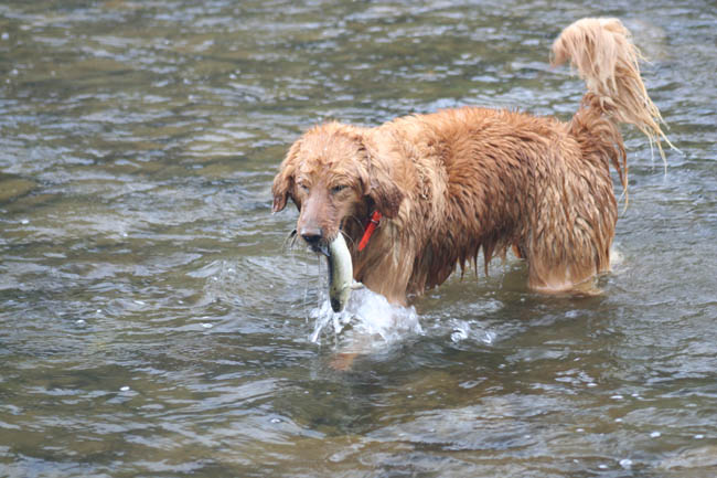 fishdogd2.jpg