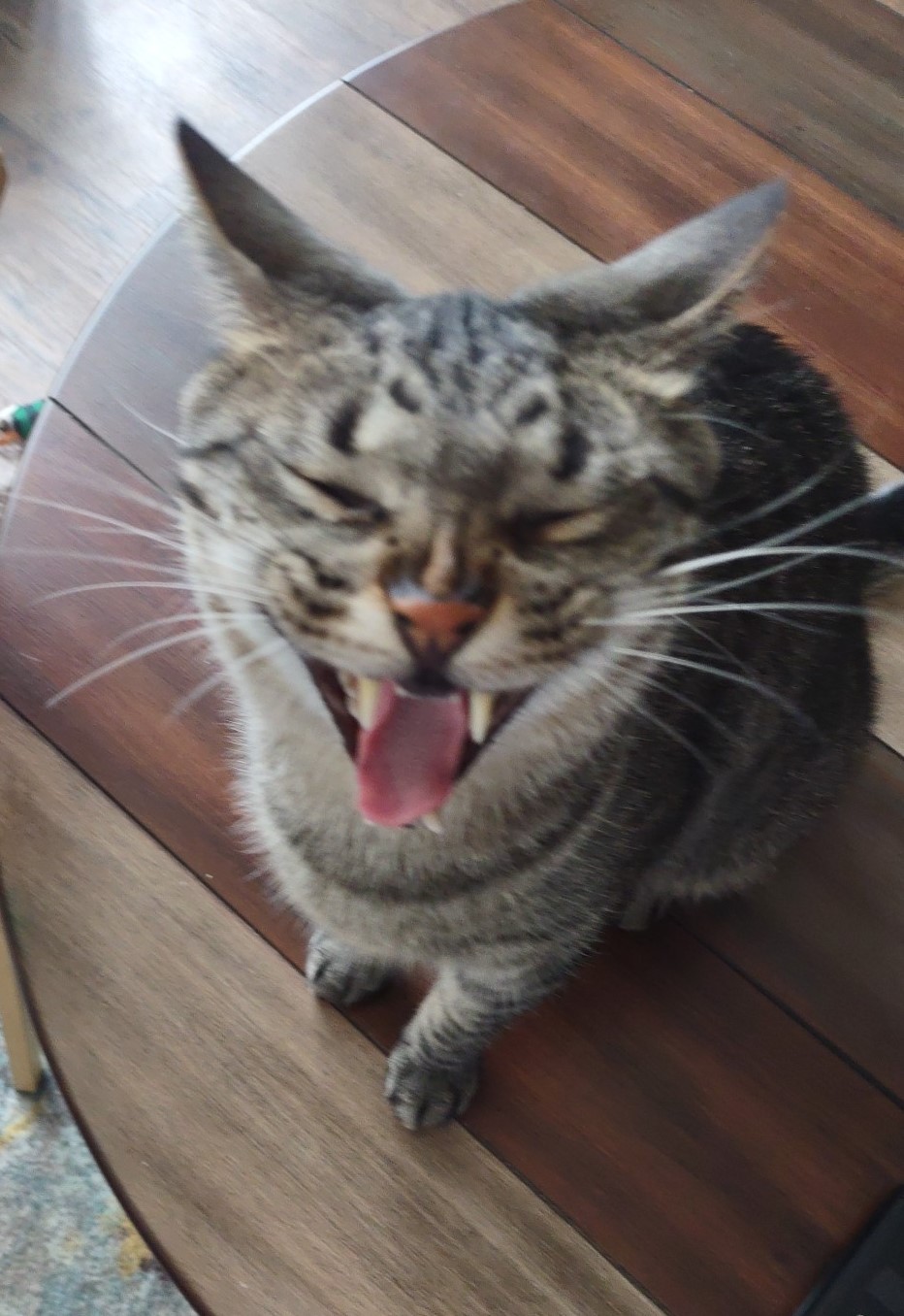 Jasper 6 12 2023.jpg