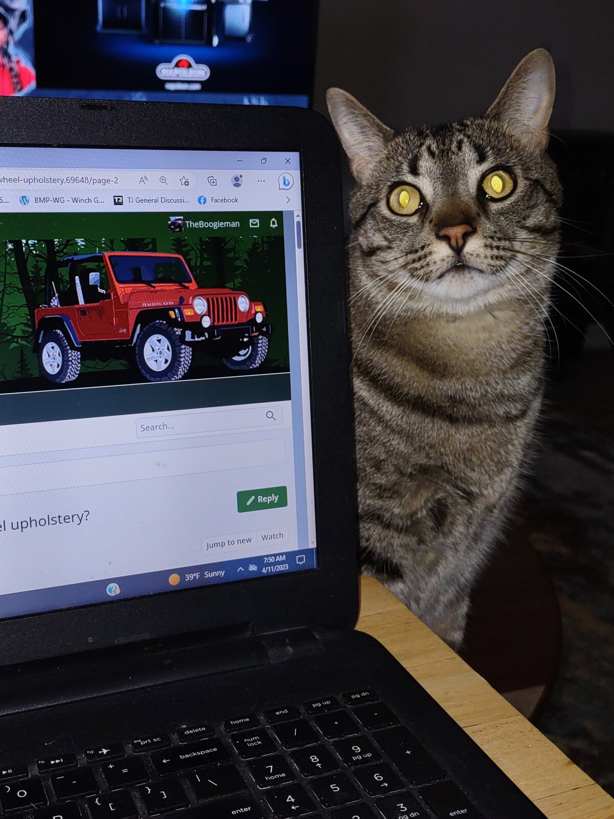 Jeep forum cat.jpg