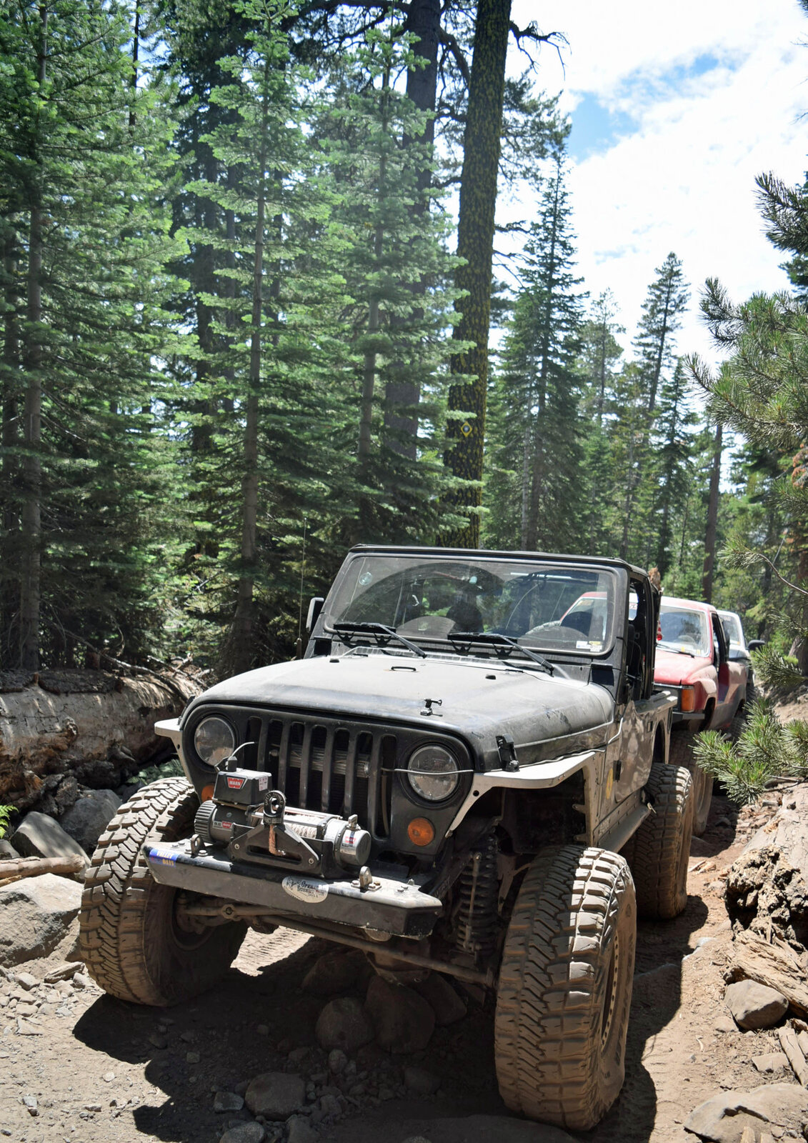 Jerry in the trees.jpg