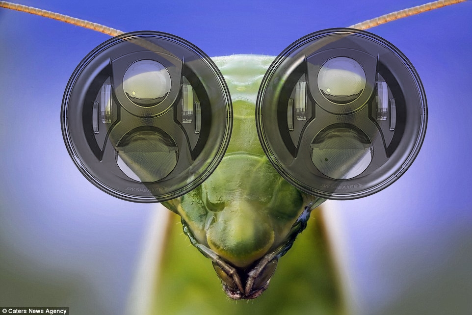 mantis.jpg