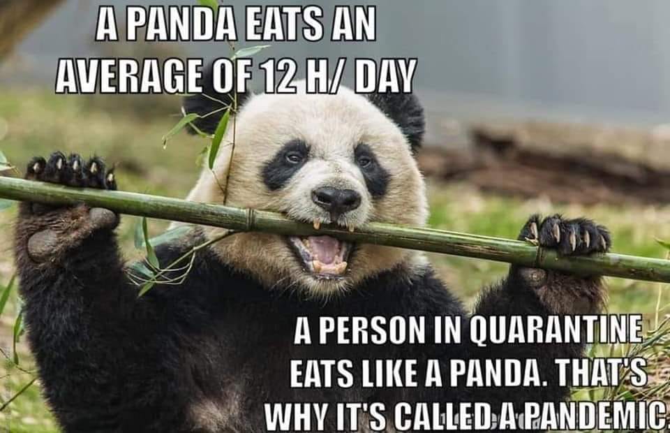 panda.jpg