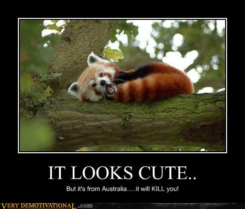 red panda.jpg