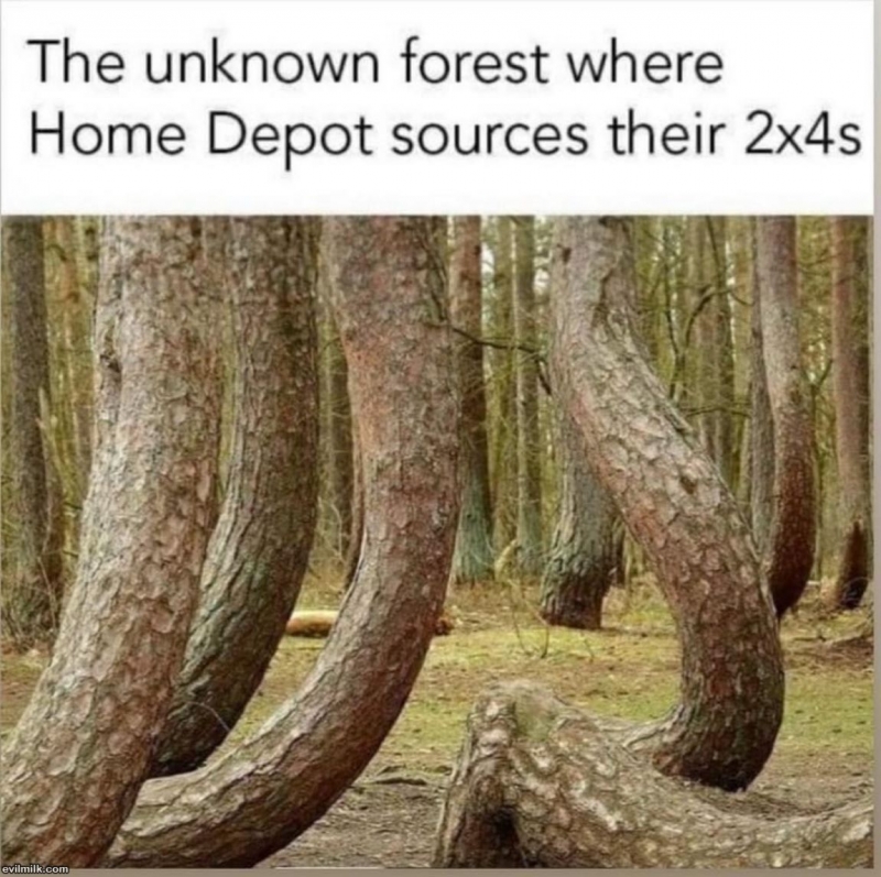 The_Forest.jpg