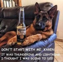german-shepard-dog-drinking-corona-extra-dont-start-karen-thunderstorm.jpg