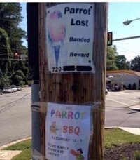 parrot-lost-sign-bbq-come-early-supplies-limited.jpg