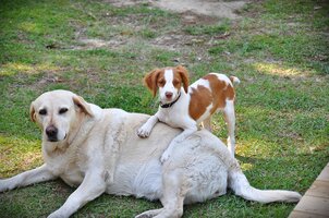 Maggie and Cricket April 30, 2018-2 resize.JPG