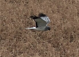 Northern Harrier 3.JPG