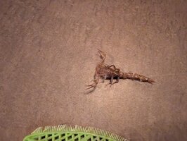 scorpion.jpg