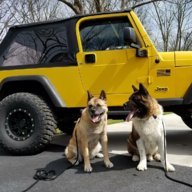 jeepndogs