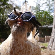 AntiSonOfaBitchaMajig