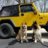 jeepndogs