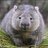 Wombat